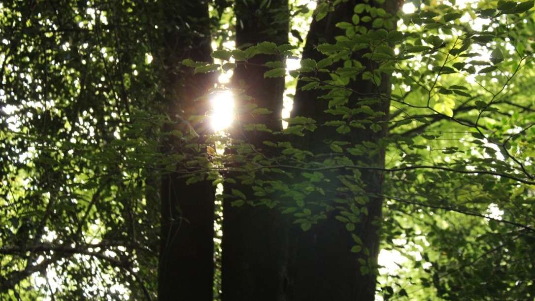 EcoWild and Isra Ibrahim share Sudanese Coffee and Tree Poetry